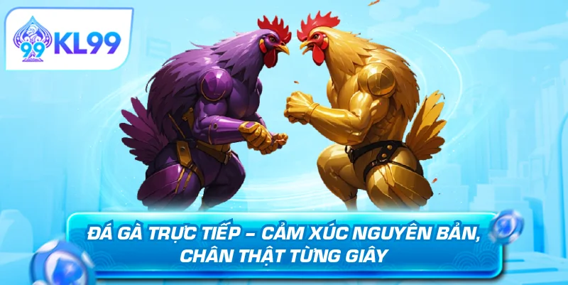 Đá gà trực tiếp cảm xúc nguyên bản chân thật từng giây