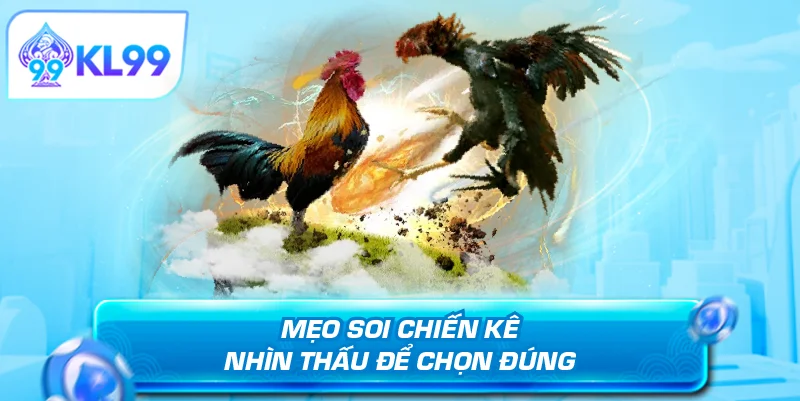 Mẹo soi chiến kê nhìn thấu để chọn đúng